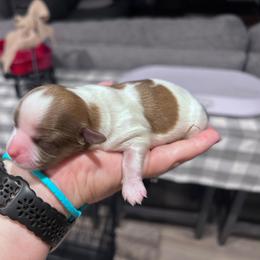 Juneau - Brown and white male Shichon puppy in Bradford, Ohio from Ted E. Bear Patch