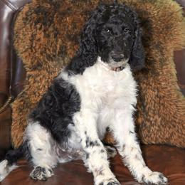 Bear - Parti male Goldendoodle puppy in Idaho Falls, Idaho from High Quality Goldendoodles