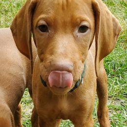Vizsla Puppies from Bravo! Vizslas