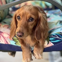 Peaches - Dachshund