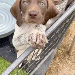 German Shorthaired Pointer Puppies from Dem Feuerhaus Gun Dogs