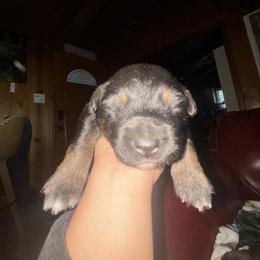 Australian Shepherd Puppies from McElroy Homestead Austrailian Shepherds