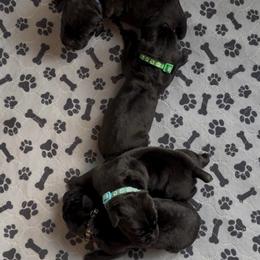 Black male 3 - Black male Cane Corso puppy in Clewiston, Florida from Far From Average Kennels