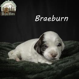 Braeburn aka Brae - Chocolate male Australian Labradoodle puppy in Cashmere, Washington from Mountain Home Doodles