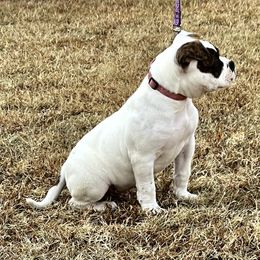 American Bulldog Puppies from Rogue Native Bulldogs