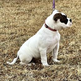 American Bulldog Puppies from Rogue Native Bulldogs