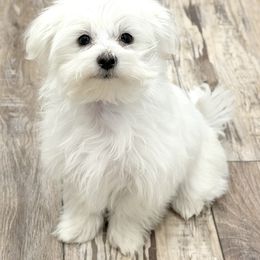 Chase - White male Maltese puppy in Berthoud, Colorado from SnowKiss Maltese by Hidie'sLittleFurryFriends