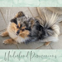 Hera - Pomeranian