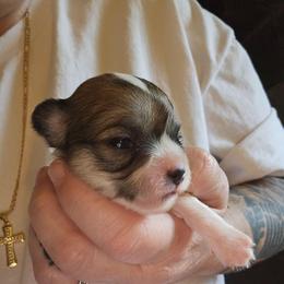 Coco - Chocolate sabled fawn male Chihuahua puppy in Springfield, Missouri from Casadelopez Tails