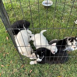 Siberian Husky Puppies from Dacogetic