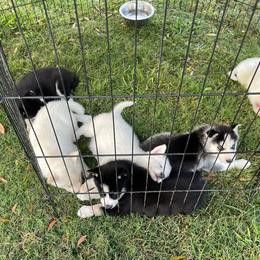 Siberian Husky Puppies from Dacogetic