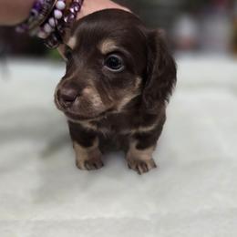 Weston - Chocolate and cream male Dachshund puppy in Oklahoma City, Oklahoma from OkieDoxieland Dachshunds