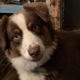 REX - Australian Shepherd