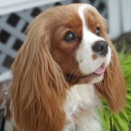 Cavalier King Charles Spaniels from Hawthorn Cavaliers