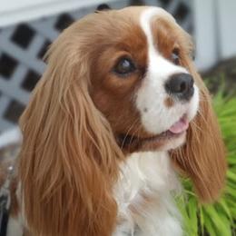 Cavalier King Charles Spaniels from Hawthorn Cavaliers