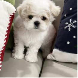 Maltese and Yorkshire Terrier Puppies from Precious Paws Maltese and Yorkies