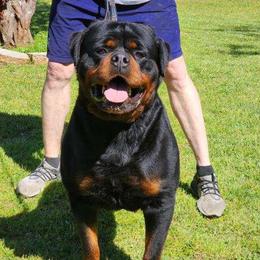 Luke - Rottweiler