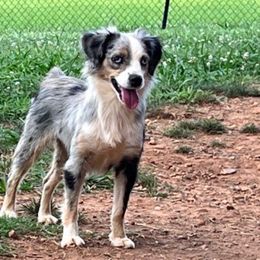 Tally - Toy Australian Shepherd
