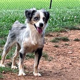 Tally - Toy Australian Shepherd
