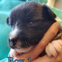Boy 1 - male Nenets Herding Laika puppy in Rockville, Maryland from Skais the Limit Cavaliers