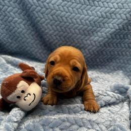 Boy 1 Bentley - Red male Dachshund puppy in Oscoda, Michigan from Northland Dachshunds