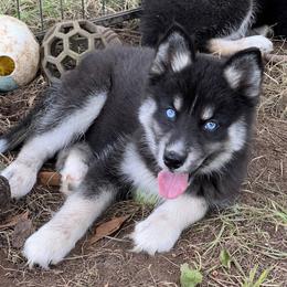 Zoe - Black and white female Siberian Husky puppy in Union Grove, Alabama from Southern Siberian Life