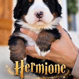 Hermione - Black rust and white female Bernese Mountain Dog puppy in Paradise Valley, Nevada from Bayles Berners