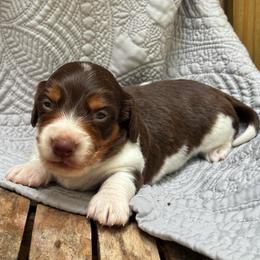 Laredo - Piebald male Dachshund puppy in Dobson, North Carolina from Oakleys Dachshund Haven