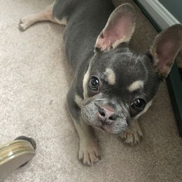 French Bulldog Puppies from Ark Frenchies Limited