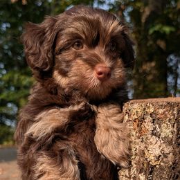 Havanese from LaBeouf Havanese’s