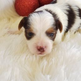 Yorkshire Terriers from Buffy's Little Blessings