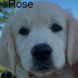 Girl 2 - female Golden Retriever puppy in Liberty, Kentucky from Janean Stark