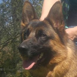 Carley - German Shepherd