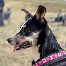 Nike - Border Collie