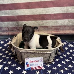 Sparkler - White and black male Rat Terrier puppy in Cushing, Oklahoma from Northwoods Rat Terriers