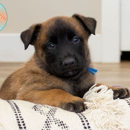 Blue Collar Male - Fawn male Belgian Malinois puppy in Fredonia, Arizona from Zion Malinois
