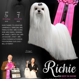 Maltese All Grown Up from Diamond Stars Maltese