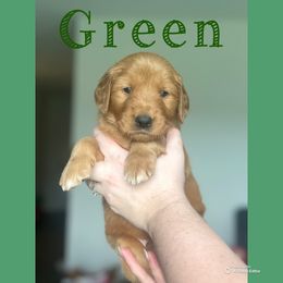 Green Boy - Dark golden male Golden Retriever puppy in Ocala, Florida from Hidden Oaks Golden Retrievers