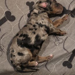 Mocha - Blue merle female Aussiedoodle puppy in Vallejo, California from Well Rooted Doodles