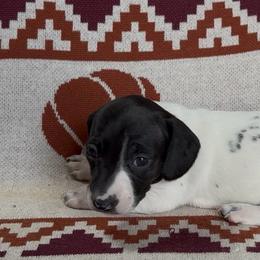Lock - Piebald male Dachshund puppy in Escalon, California from Dashing Dachshunds RF