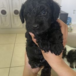 Miniature Schnauzer Puppies from Aria's Miniature Schnauzers