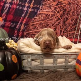 Dachshund Puppies from Johnson's Teeny Weenies