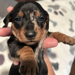 Girl 3 - Dapple female Dachshund puppy in Grand Valley, Pennsylvania from Hounds on the Hill