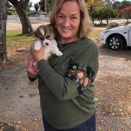Pembroke Welsh Corgi Puppies from CB Corgis