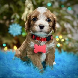 Ricotta - Red male Cavapoo puppy in Palm Beach County, Florida from Benji’s Cockapoos