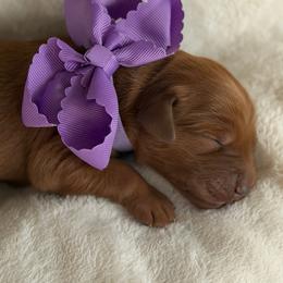 Grape - Dark golden female Golden Retriever puppy in Moses Lake, Washington from Dune Lakes Goldens
