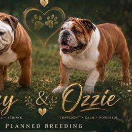 Bulldog puppies from Bullgodz English Bulldogs