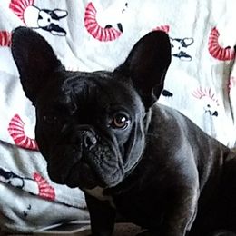 Deja - French Bulldog