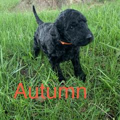 Double Doodle Puppies from Little Muddy Doodles