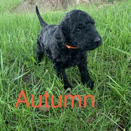 Double Doodle Puppies from Little Muddy Doodles